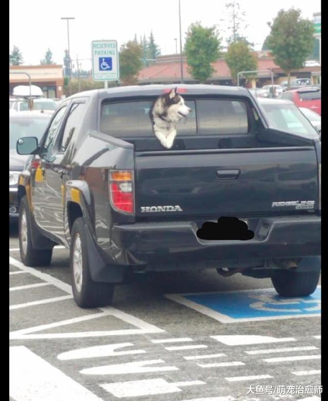 主人正在开车，而哈士奇趴在车后窗往外张望着：看看有没靓女？