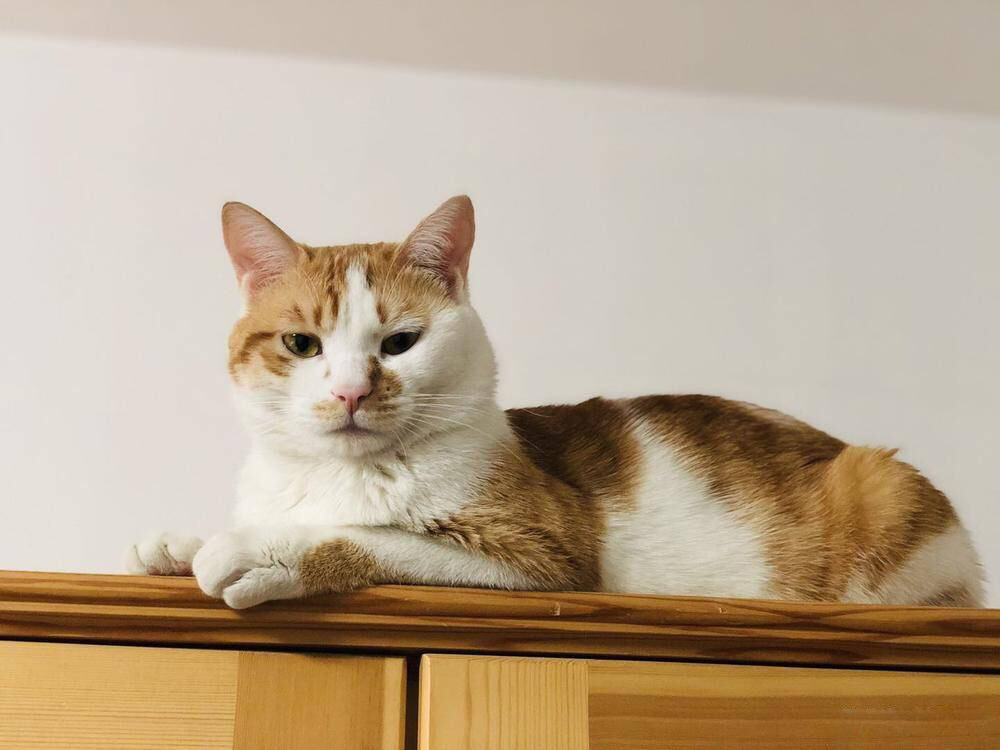 领养代替购买！这只小猫变成10斤大胖橘，哈哈岁月是把猪饲料…
