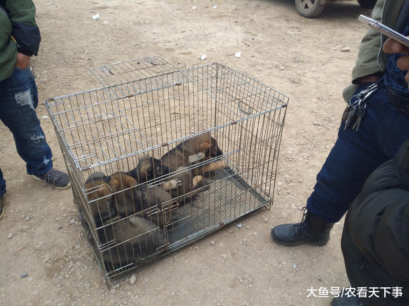 狗市: 商贩因昆明犬幼犬过多带到狗市出售, 但天气冷路人很少!