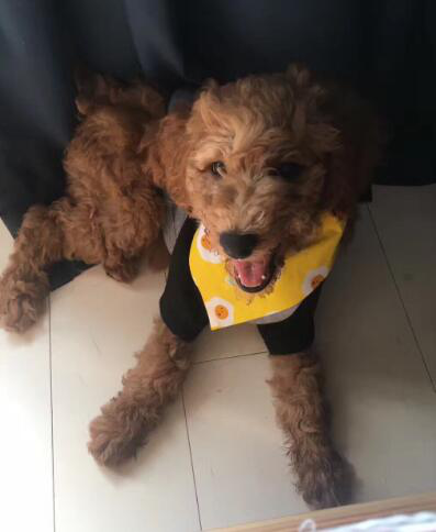 女孩养了条巨型贵宾犬，两个月的相处，克服了对动物的恐惧