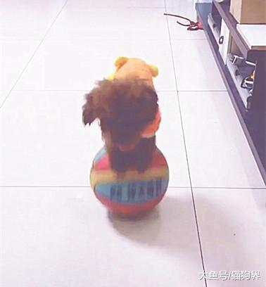 泰迪踩籃球耍雜技，主人：厲害啊！泰迪：厲害個蛋，老子下不來了