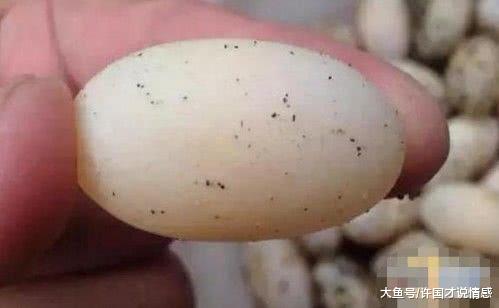 上山时发现一窝怪蛋，小伙直呼发财了，家人看后大骂败家子！