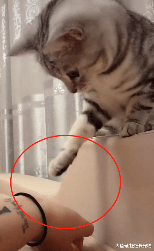 猫咪玩主人的皮筋，主人喊了一声“疼”，下一秒猫咪的反应笑哭