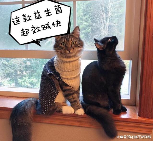 挑选猫咪时，请你牢记这5点，不然会被坑