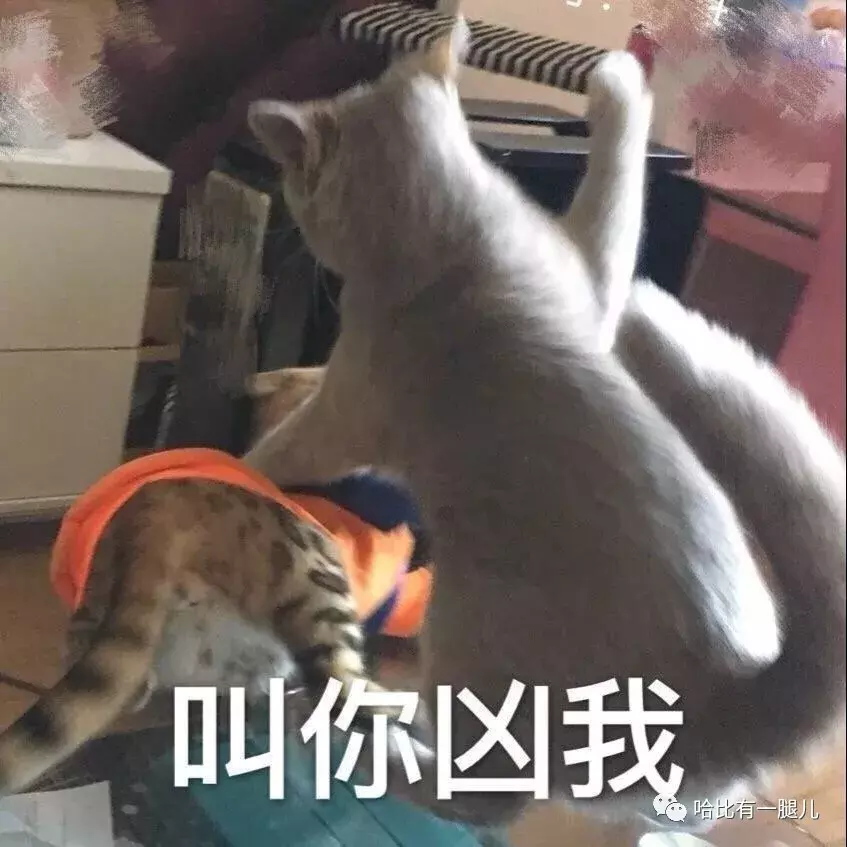 有两种忘记生活烦恼的方式: 表情包和猫