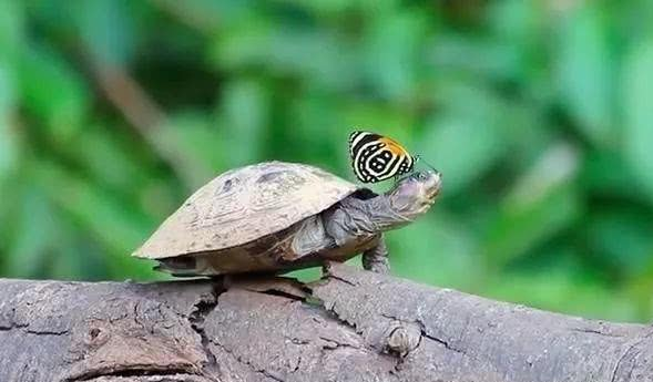 十件颠覆你三观的动物界怪事, 猫头鹰会养宠物, 蝴蝶爱喝乌龟眼泪