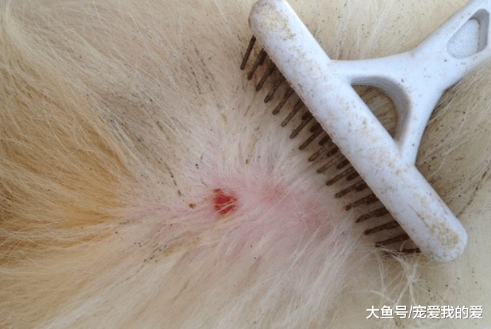 宠物身上不起眼的“皮肤病”，你家宠物也有！要注意了