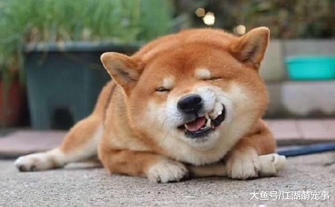 养狗人的4个特征，人群中一眼都能看出来