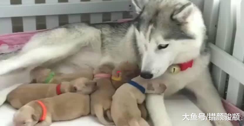 金毛妈妈不在家，结果宝宝们对哈士奇做出这种举动，二哈吓懵了