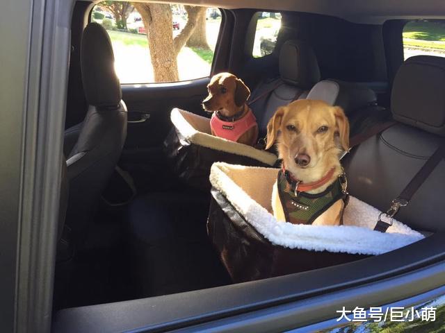夏天旅游季快到了，你家狗狗做好了旅游准备了吗？它们可以坐车吗