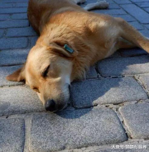 流浪狗受伤进药店求助，店员奶奶做法超暖！土耳其真是流浪动物的天堂……