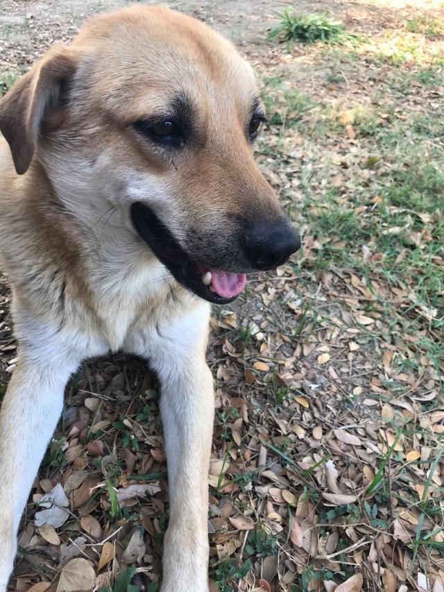 十年前，她被狗追到留下阴影，如今喂流浪狗，又碰到它……