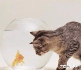 没钱给猫咪买深海鱼吃怎么办？