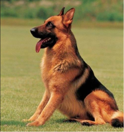 狗狗也有智商？以下这三种狗的智商，是世界公认的