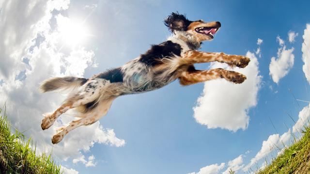 狗狗有攻击性，很多时候是主人忽视引起的，你踩雷了吗？