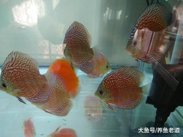 哪些观赏鱼要适当挨饿，哪些观赏鱼要大量投喂？