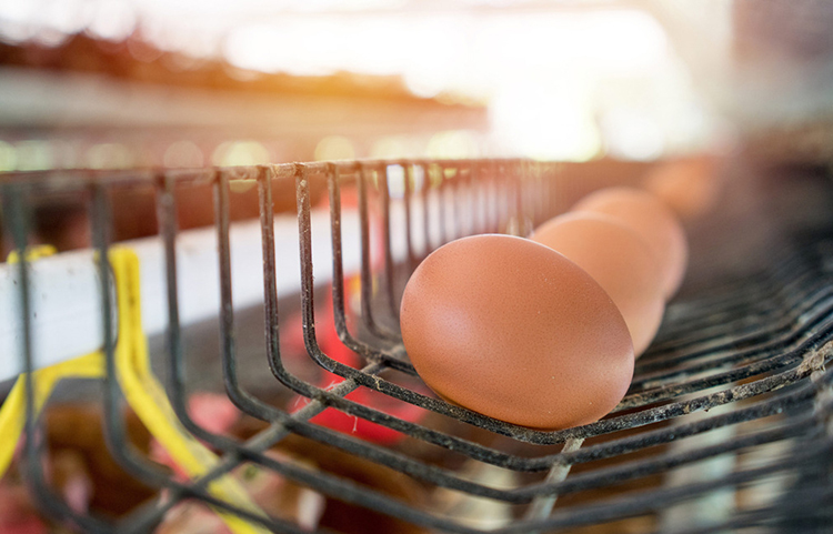 蛋鸡人工强制换羽处理的参考方法