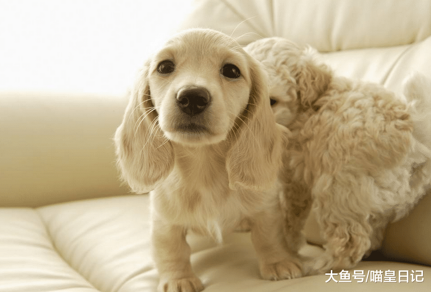 如何照顾怀孕的狗狗? 主人做好这五件事, 狗狗才能顺利生产!