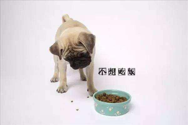 这样养狗, 容易亲手害死狗狗!