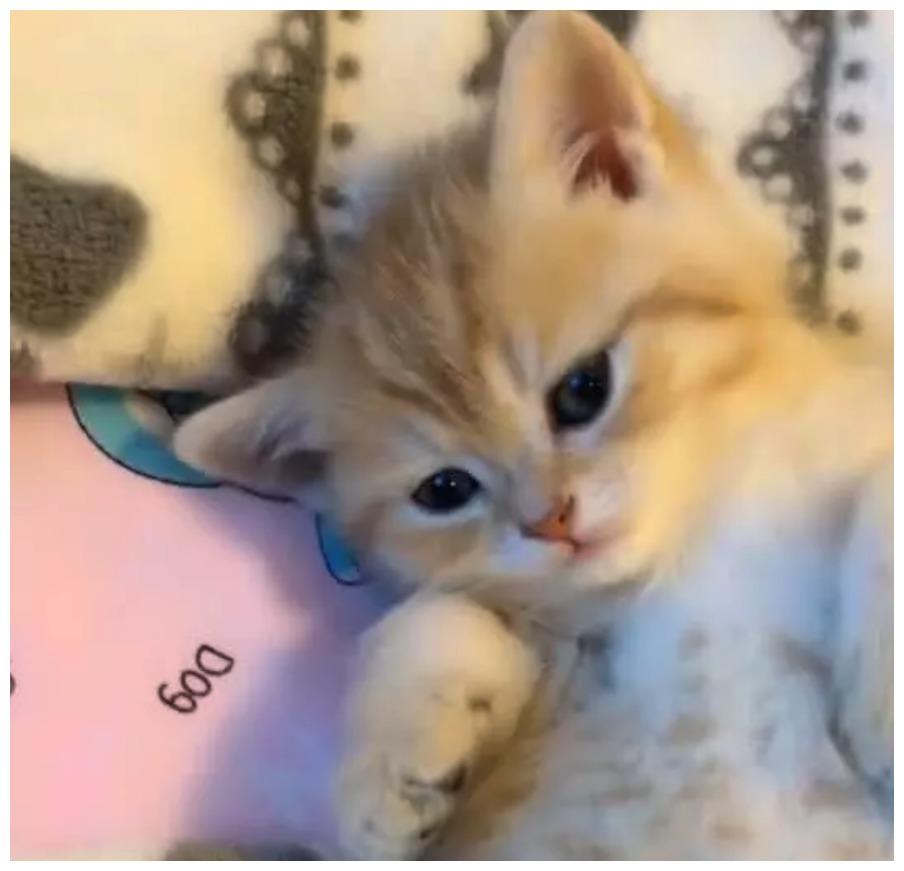 猫咪睡觉被人打扰, 醒来睁眼的瞬间萌化了, 像公主苏醒