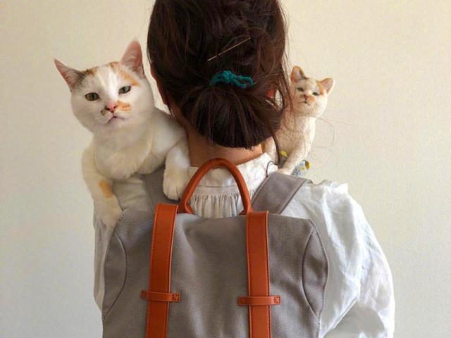 皮肤病流浪猫遇到善良新主人，为其换围裙帮助猫咪恢复皮肤健康！