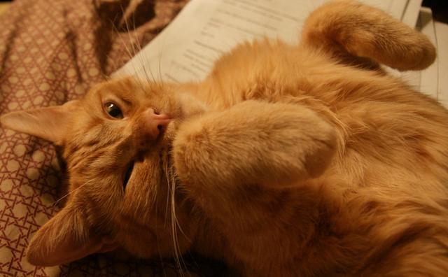 不爱喝水的猫咪容易患这种病，发病早期却常喝水，还难以完全治愈