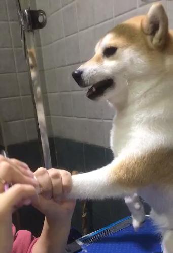 给柴犬剪指甲是一种是什么体验？大概是家里秒变屠宰场吧...