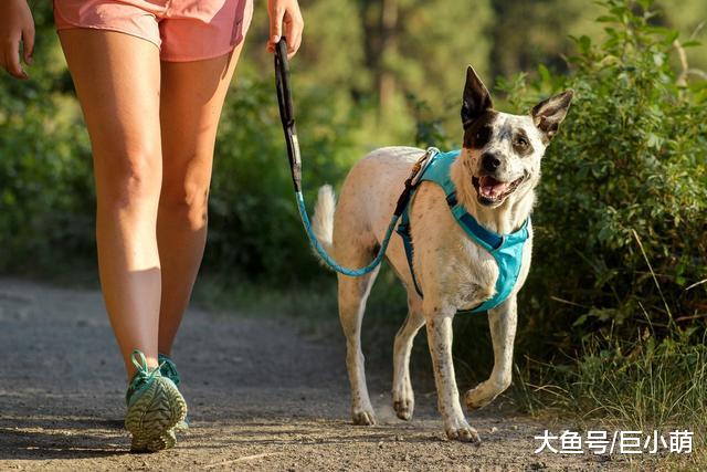 胸背带比项圈安全，最好按狗的情况买，不然只会更伤狗！