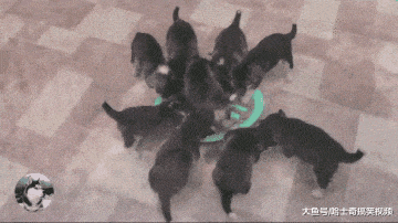 二哈一口氣生了9只娃，結果窩都擠不下，被小奶狗萌哭了