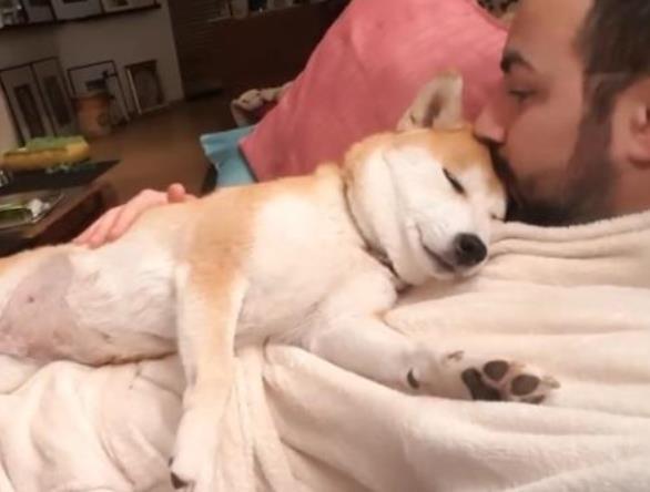 柴犬長大了還很粘人，最愛趴在主人身上睡覺，小表情太萌了