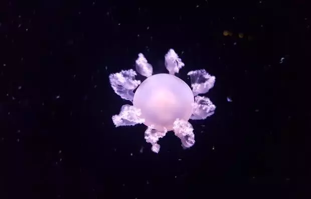 生活中永远“有惊喜”, 这些绝美的图片就是最好的证明