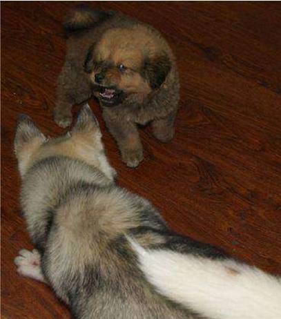 哈士奇靠着体积庞大，竟抢小藏獒的食物，结果悲剧发生了！