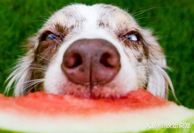 狗狗不能吃的水果, 粘上一点就会害了狗狗, 你知道吗?