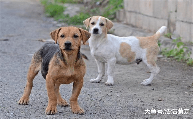狗狗最害怕的5样东西, 尤其第5种, 会让它们“心死”