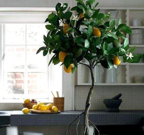 螨虫、病菌最讨厌“3种树”，家里放两盆，大人孩子身体健！