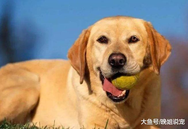 你家狗狗出现这些行为时, 一定要及时教育, 千万不要手软!