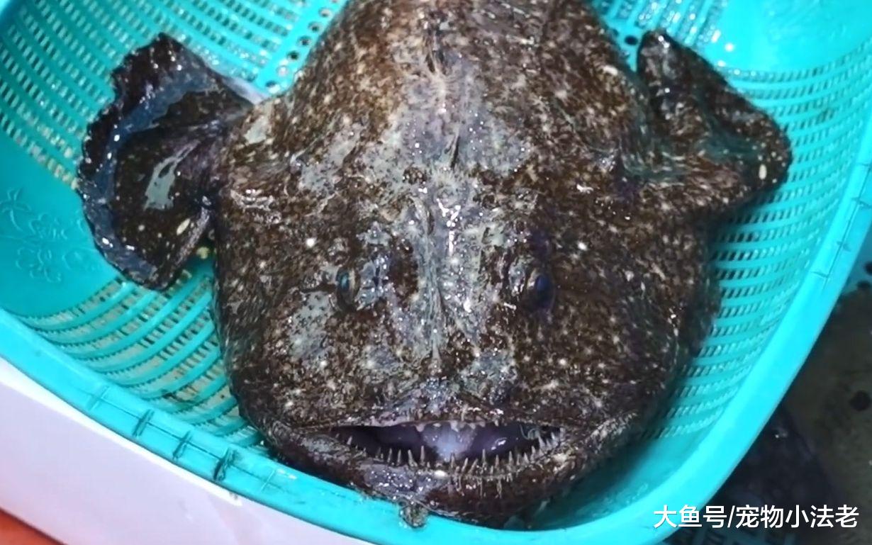 全球最没出息的生物，一出生就要女人“包养”，没有女人就活不了