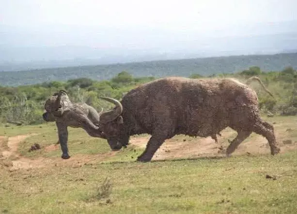 小象被水牛一脑袋顶飞, 随后象群来报仇, 水牛这次玩大发了!