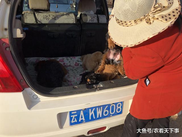 商贩出售少见藏獒幼犬喊价2200元, 称是自己培育的藏獒!