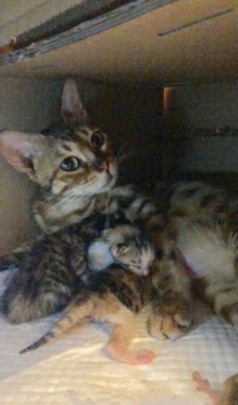 好心收养的流浪猫咪，隔天去诊所检查时，有了意外的惊喜