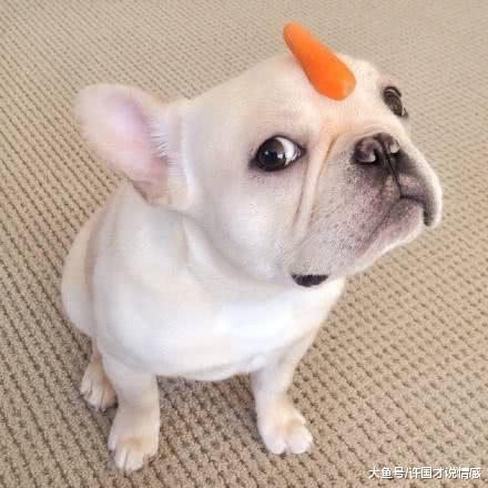 出门上班时忘给法斗留狗粮，半小时后男友发来狗狗照片差点笑喷