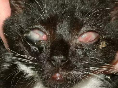 宠物：猫鼻支的诊断和治疗！