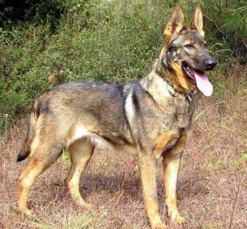 要是遇到这4种狗，赶紧远离，偷狗贼都怕！