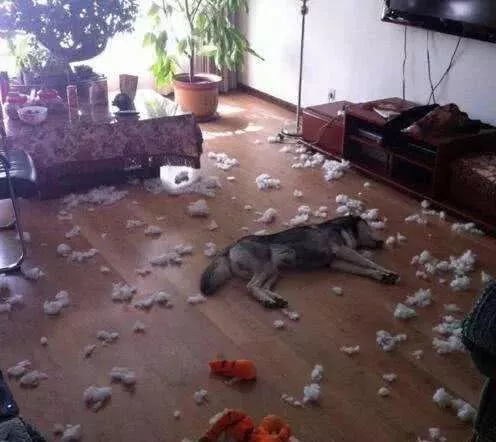 哈士奇：我有100种方式拆家，也有100种方式让你笑