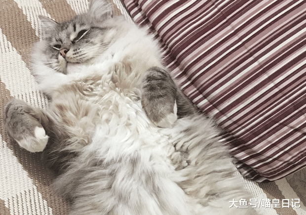 性格与外表不相符的五种猫咪：加菲大智若愚，布偶猫实为抠脚大汉