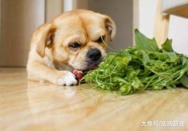 ?狗狗狂吠怎么辦？用下面5種辦法可以讓它安靜下來，不再狂吠！