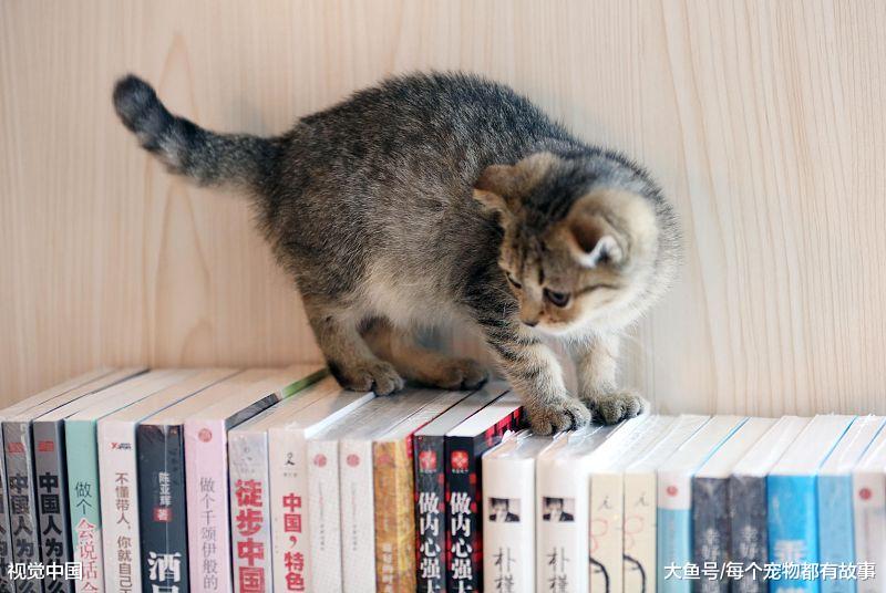 作为铲屎官，你该知道的事，这些注意事项是养猫的基本