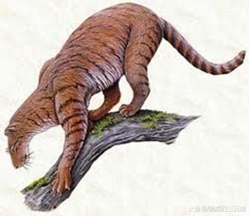 这种史前生物是最古老的猫科动物，实力比现在的猫科小太多了