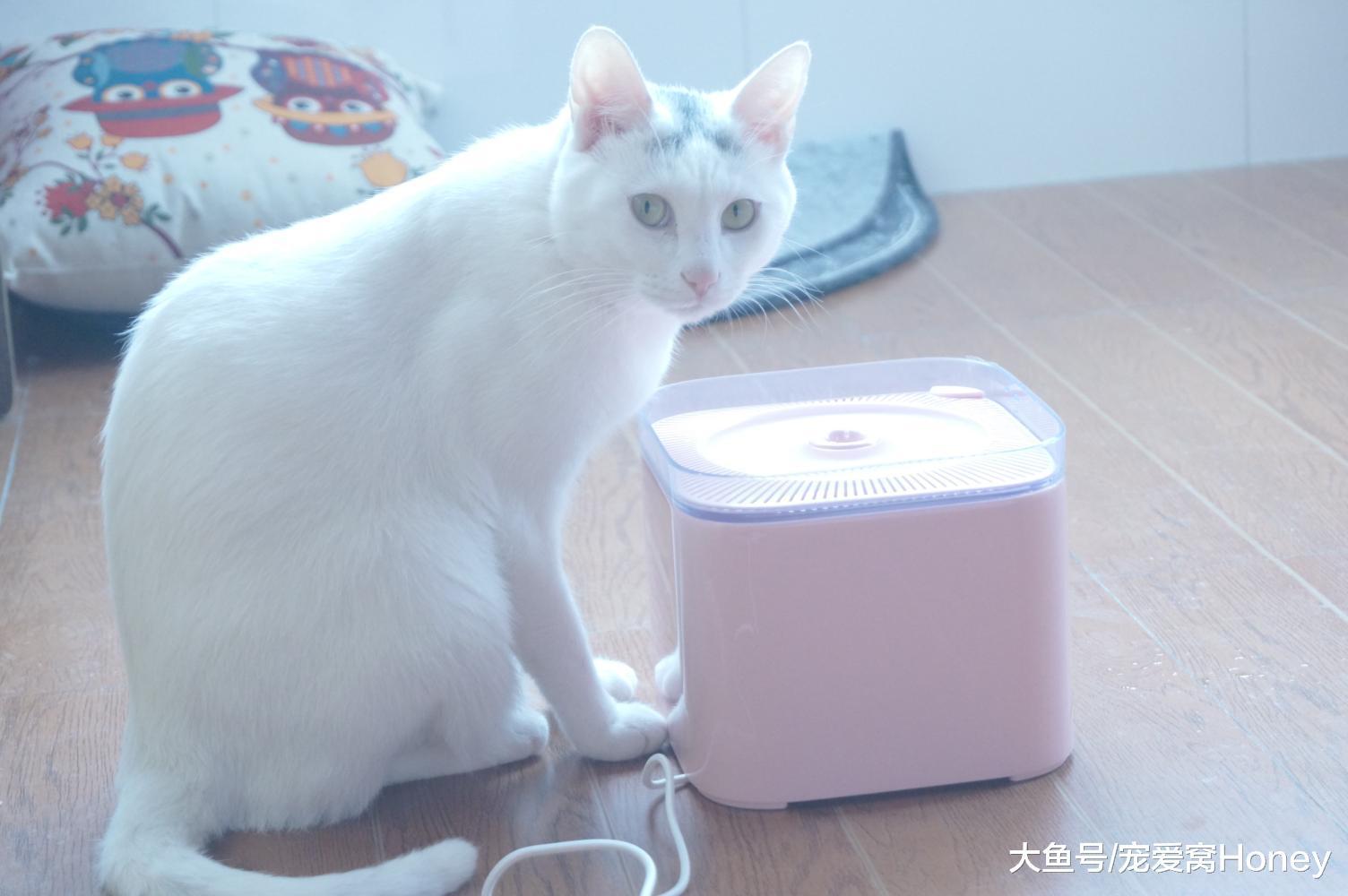 貓咪有這六個反常行為時，你就應該注意了！