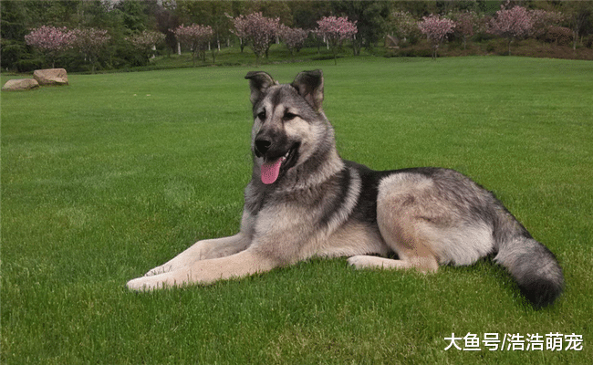 土狗为啥不讨人喜欢？原因有5个，都是它的缺点
